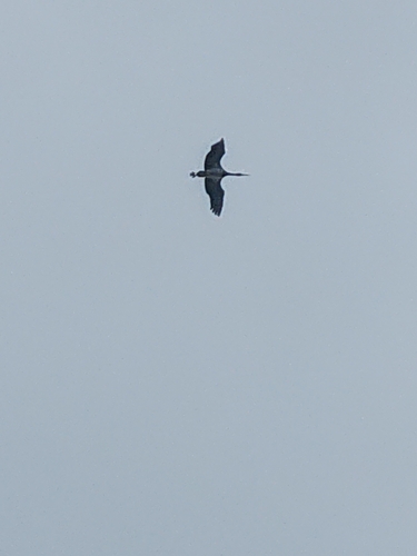Black Stork