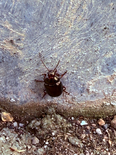 Staphylaea staphylaea observed 2026-10-15