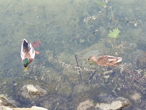 Mallard