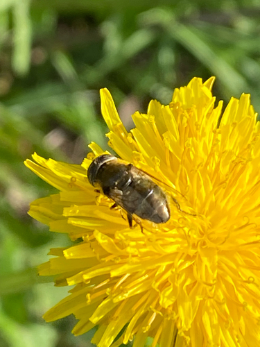 Common Lagoon Fly