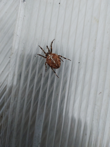 Cross Orbweaver