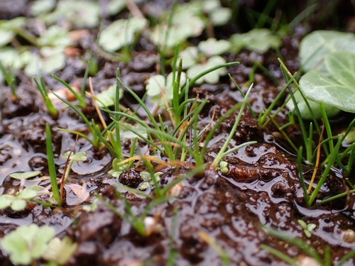 Isoetes histrix, 2026-10-15