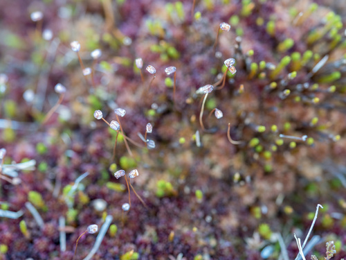 Polytrichum strictum observed 2026-10-15