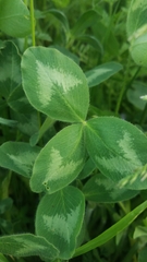 Trifolium pratense