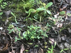 Trifolium reflexum