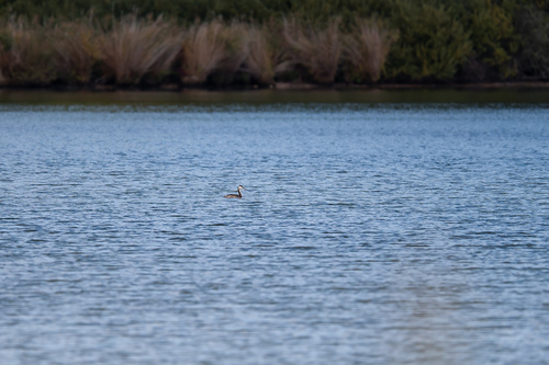 Great Crested Grebe