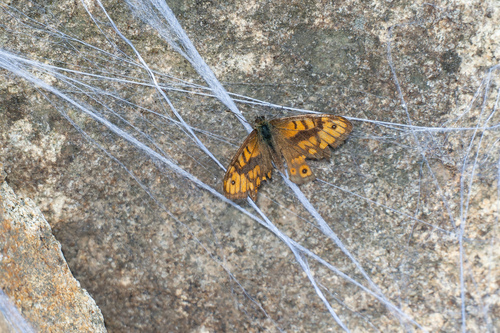 Wall Brown