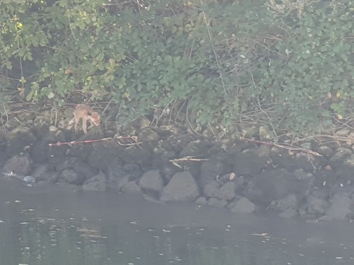 Red Fox