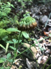 Trifolium reflexum