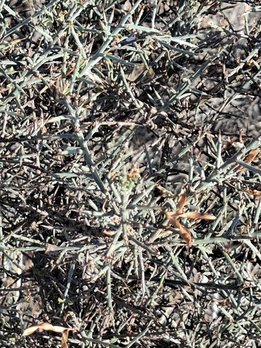 Scorpion Broom