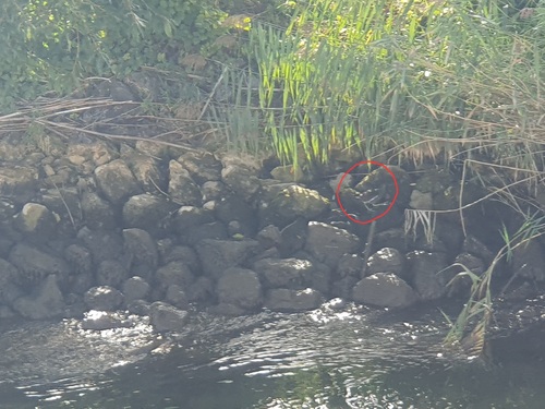 Eurasian Moorhen