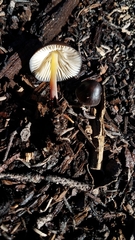 Mycena nivicola