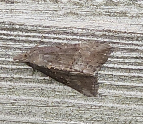 Green Cloverworm Moth
