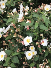 Cistus × hybridus