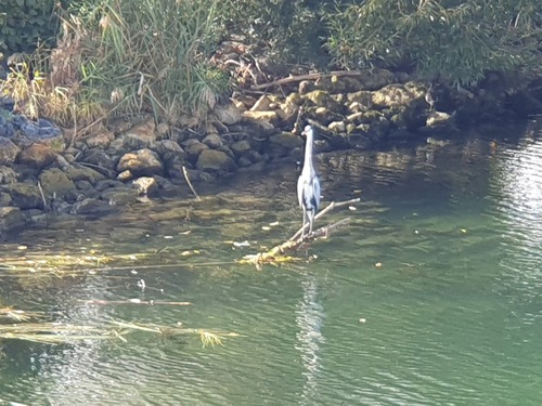 Grey Heron