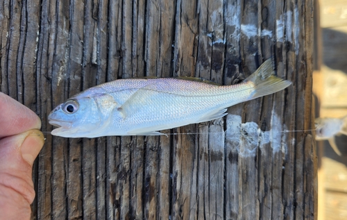 White Croaker