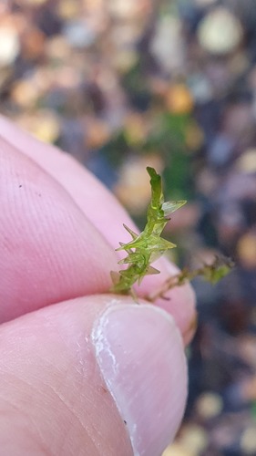 Calliergon cordifolium observed 2026-10-14