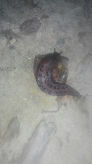 Limax dacampi