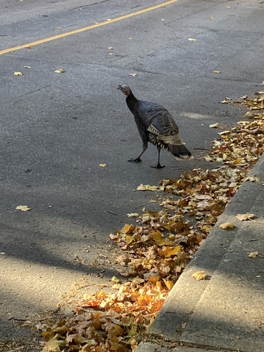 Wild Turkey