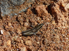 Monistria pustulifera