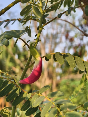 Sesbania grandiflora observed 2026-10-15