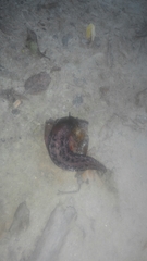 Limax dacampi