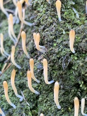 Multiclavula vernalis