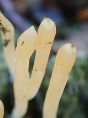 Multiclavula vernalis