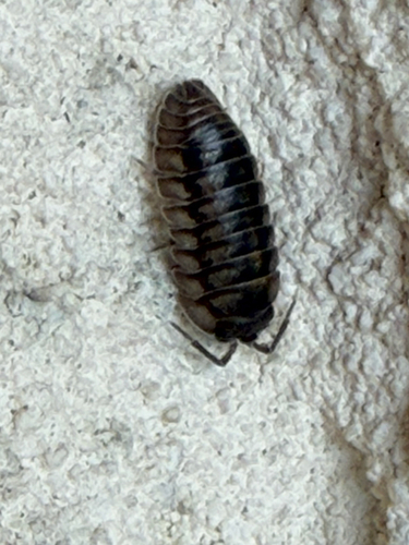 Nosy Pill Woodlouse