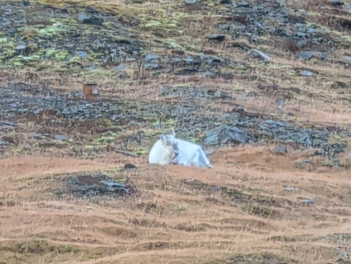 Svalbard Reindeer observed by nolandmartin