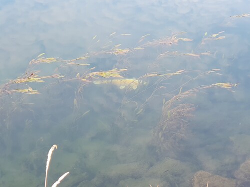 Amur Carp