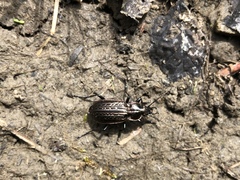 Carabus maeander
