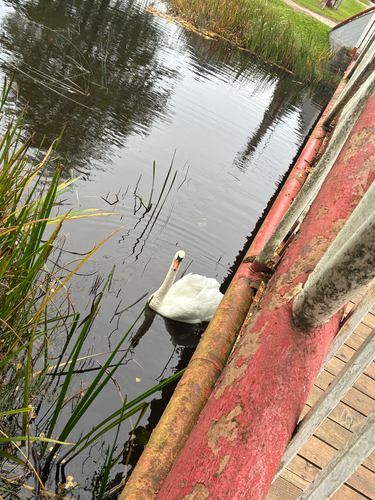 Mute Swan