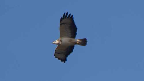 Common Buzzard