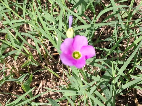 Drummond's woodsorrel