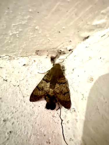 Eurasian Hummingbird Hawkmoth