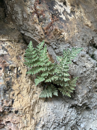 Fee's lip fern