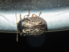 Calligrapha vicina