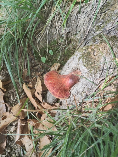 Beefsteak Polypore