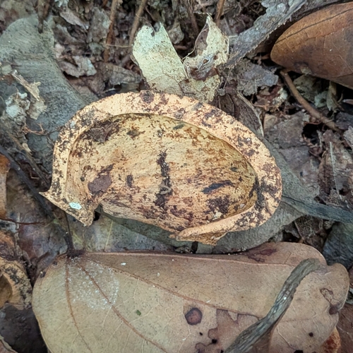 Hevea guianensis, 2026-10-15