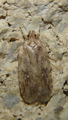 Agonopterix argillacea