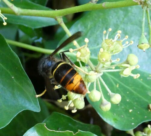 Yellow-legged Hornet