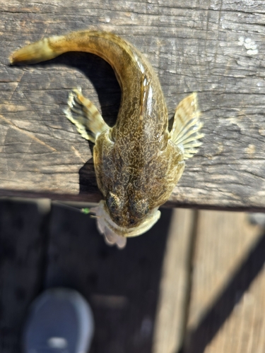 Pacific Staghorn Sculpin
