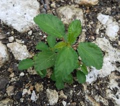 Corchorus siliquosus