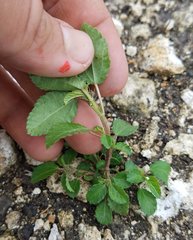 Corchorus siliquosus