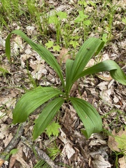 Veratrum hybridum