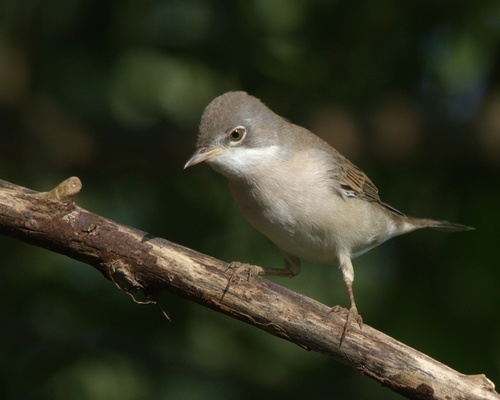 iNaturalist image