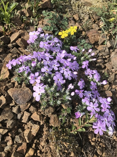 spreading phlox (Phlox diffusa)