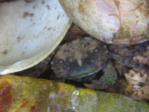 Asian Shore Crab, photo 10 of 10