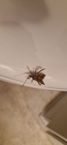 Western Conifer Seed Bug
